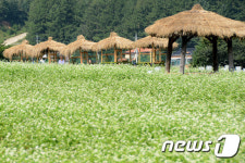 ‘평창은 지금 메밀꽃 필 무렵’