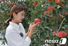 정선군, 고랭지 정선사과 본격 출하
