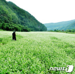 메밀꽃의 향연