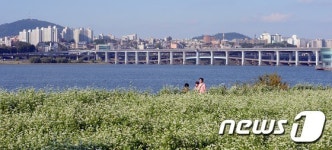 메밀꽃 만발한 서래섬에서 웨딩촬영해요…부부 2쌍 모집