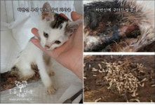 [동영상]고양시 동물보호센터, 부상 새끼고양이 방치하다 안락사