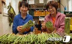 영동군, 채소의 왕 아스파라거스 수확 한창