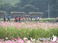 국내 최대 꽃 향연 하동 북천 코스모스축제,22일~10월4일