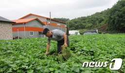 [미래형 농가를 찾아서-경기]늦깎이 농사꾼, 고구마로 꽃 피운 인생