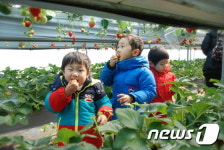 [미래형 농가를 찾아서-경기]신의 한 수 딸기체험농장으로 새 시장 열다