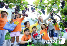 공영주차장 녹지에서 포도 수확