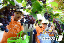 포도 따기 체험하는 어린이집 원생들