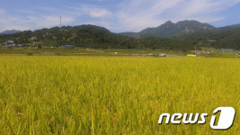 황매산서 키운 고품질 친환경 쌀, 고소득 창출