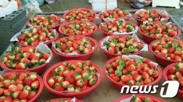 [미래형농가를 찾아서-세종·충북]세종을 딸기 주산지로 키운 실험영농