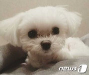 소녀시대 서현 두부가 하늘나라로 떠났어요…반려견과 이별