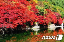 태백 철암단풍 축제, 철암단풍군락지서 9일 개막
