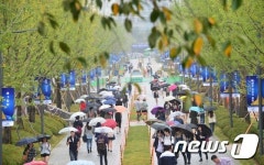백양고 담장화단 일원 | 새롭게 단장한 연세대 백양로에 내리는 가을비