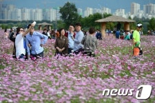코스모스와 함께