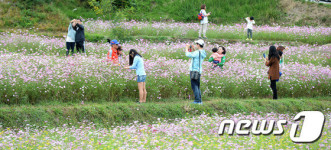 2015 장동계족산 코스모스 축제 찾은 관람객들