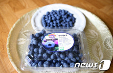 [미래형농가를 찾아서-경북]100% 야생 블루베리의 흉내 낼 수 없는 맛
