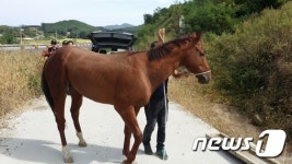 [단신]홍성 농장에서 말 1마리 탈출 소동