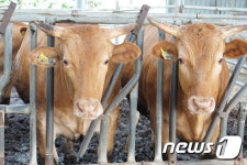 광주·전남 10년간 소·돼지·닭 등 가축↑…사육가구↓