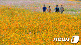 당수동 코스모스 단지 찾은 시민들