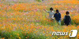 여심 자극하는 코스모스