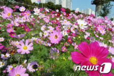 코스모스 활짝 핀 중랑천길
