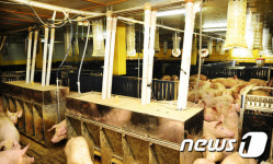 [미래형농가를 찾아서-부산경남]‘돼지를 가족처럼’ 선진 양돈의 모범