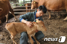 [미래형농가를 찾아서-부산경남]‘쑥 먹인 한우’를 거창의 자랑으로 만들다
