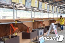 [화보]횡성한우 맛보러 왔어요…섬강 둔치 축제장 북적
