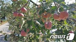 예산 증실골 사과마을,  특판전서 매출 전국 1위