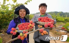건강에 좋은 꾸지뽕 수확했어요