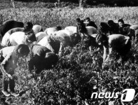 1970년대 농장실습