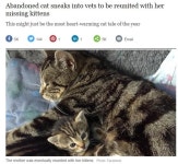 새끼들 찾아 동물병원에 잠입한 어미 고양이 모정