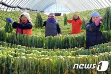 확 바뀐 펀치볼 시래기 축제 기대감 ↑