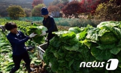 질 좋은 배추입니다