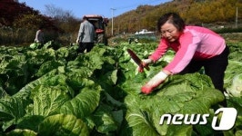배추가 실하네