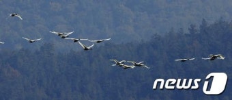 강진군 찾은 천연기념물 '고니'