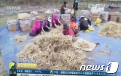 中 국영중앙방송서 영주 풍기인삼 소개