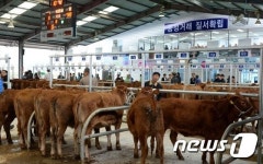 창녕축산업협동조합, ‘한우전자경매시장’ 본격 운용