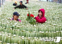 겨울 별미 함양 시래기 말리기