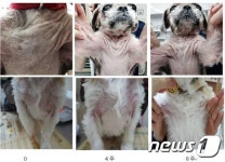 반려동물 음용수 반려애수 피부병에 효과 있을까?