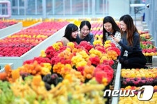 늦가을 수놓은 알록달록 우리 선인장