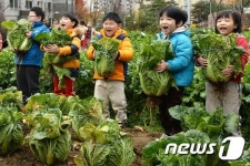배추 수확한 꼬마농부들