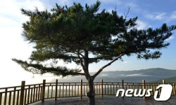9번 만에 살아 숨쉬는 일송정 소나무