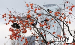 도심 속 까치들의 만찬