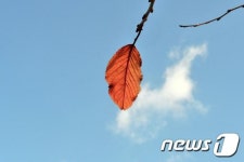 마지막 잎새
