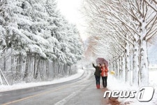 [풍경]눈덮인 진안 메타세콰이어 길