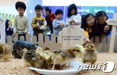 병아리 농장 신기해