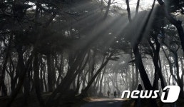 거창 동호마을 동호 숲