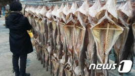 거제대구축제 속  대구 말리기