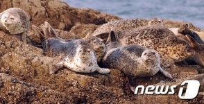 해수부, 점박이물범 개체수 보호 나선다