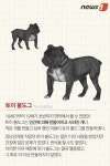 [펫카드]이 세상에서 더 이상 볼 수 없는 개들